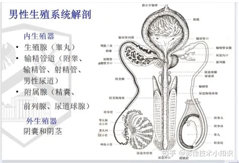 男性生殖系統|男性生殖系統